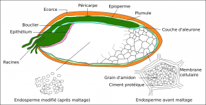 Germination de l'orge